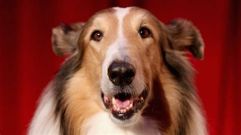 The role of Lassie in children's literature: Analyzing her influence on young readers